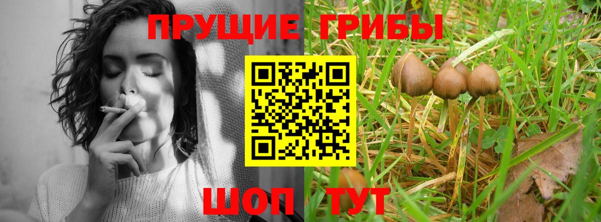 купить закладку  Вход с VPN  Барабинск  Псилоцибиновые грибы мицелий 